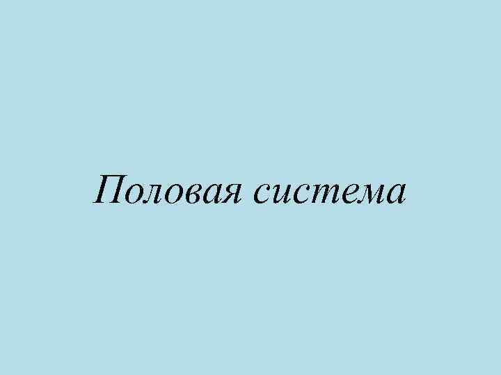 Половая система 