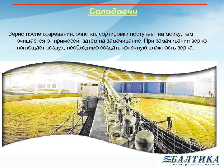 Солодовня Зерно после созревания, очистки, сортировки поступает на мойку, там очищается от примесей, затем