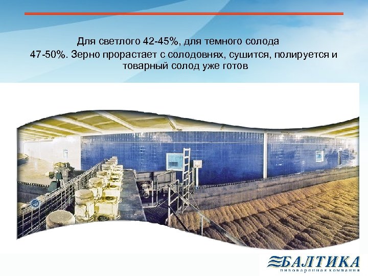 Для светлого 42 -45%, для темного солода 47 -50%. Зерно прорастает с солодовнях, сушится,