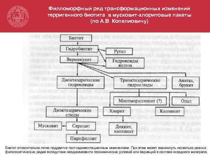 Филломорфный ряд трансформационных изменений терригенного биотита в мусковит-хлоритовые пакеты (по А. В. Копелиовичу) Биотит