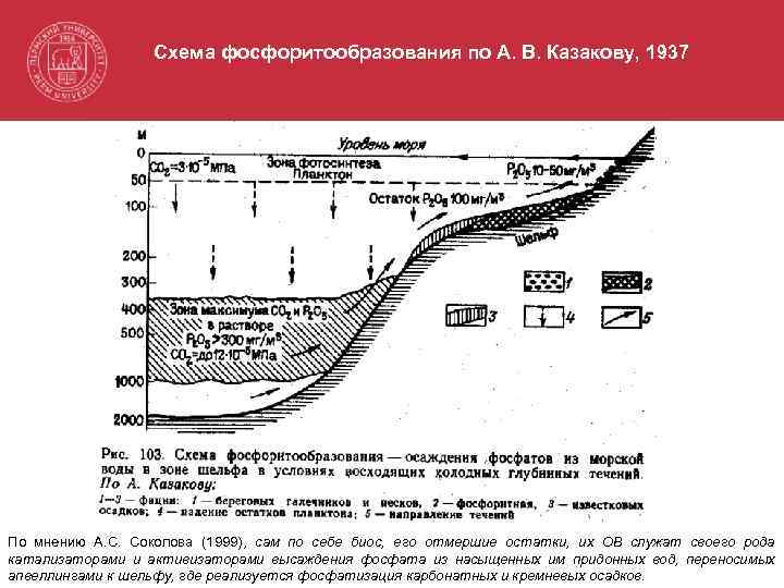 Схема фосфоритообразования по А. В. Казакову, 1937 По мнению А. С. Соколова (1999), сам