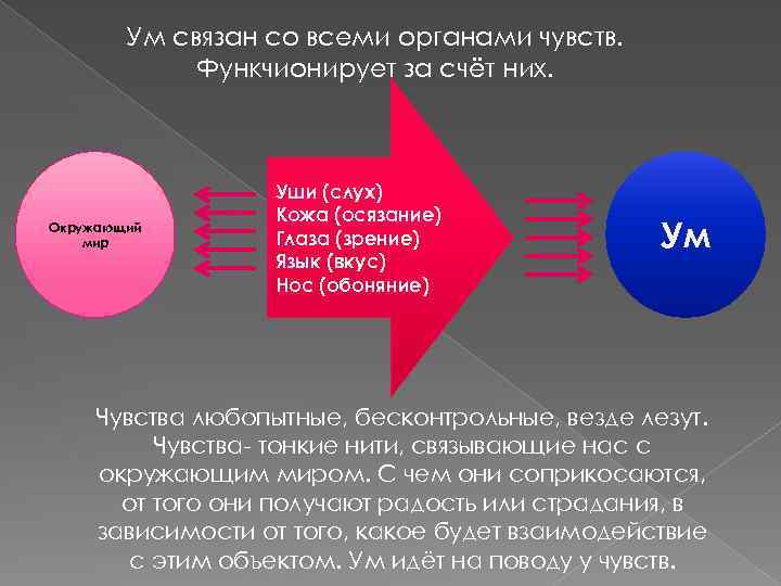 Ум связан со всеми органами чувств. Функчионирует за счёт них. Окружающий мир Уши (слух)