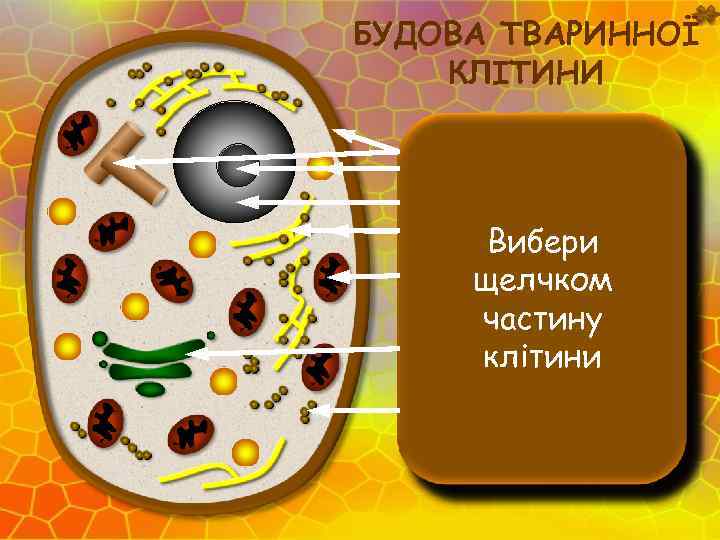 БУДОВА ТВАРИННОЇ КЛІТИНИ Эндоплазматическая Клеточная. Гольджи Аппарат мембрана Клеточный центр Митохондрии Цитоплазма Лизосомы Рибосомы