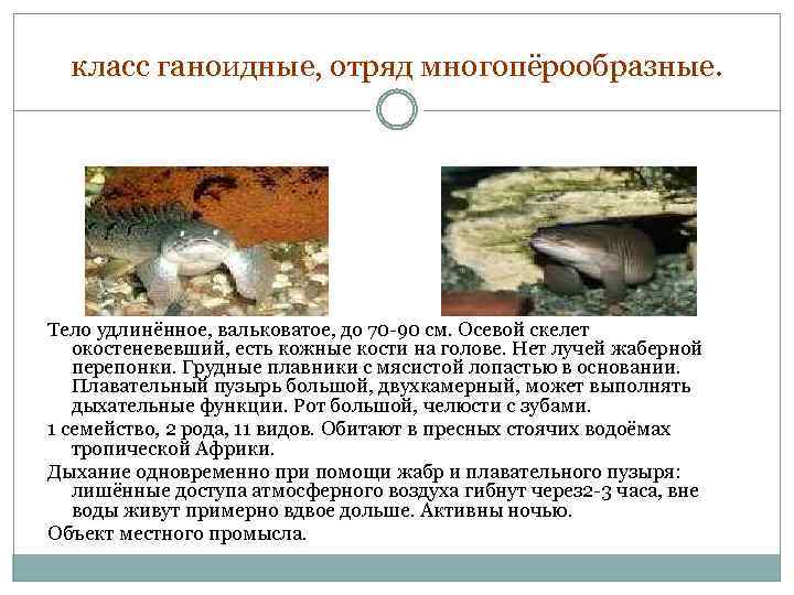 класс ганоидные, отряд многопёрообразные. Тело удлинённое, вальковатое, до 70 -90 см. Осевой скелет окостеневевший,