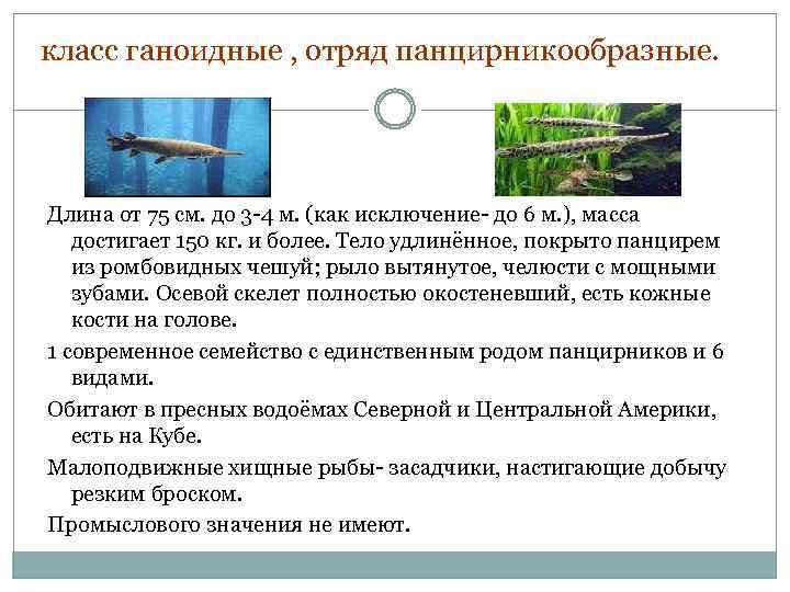 класс ганоидные , отряд панцирникообразные. Длина от 75 см. до 3 -4 м. (как