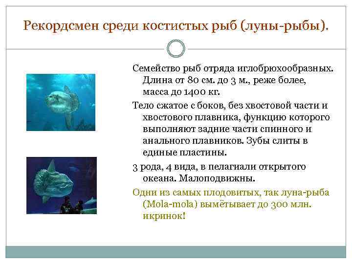 Рекордсмен среди костистых рыб (луны-рыбы). Семейство рыб отряда иглобрюхообразных. Длина от 80 см. до