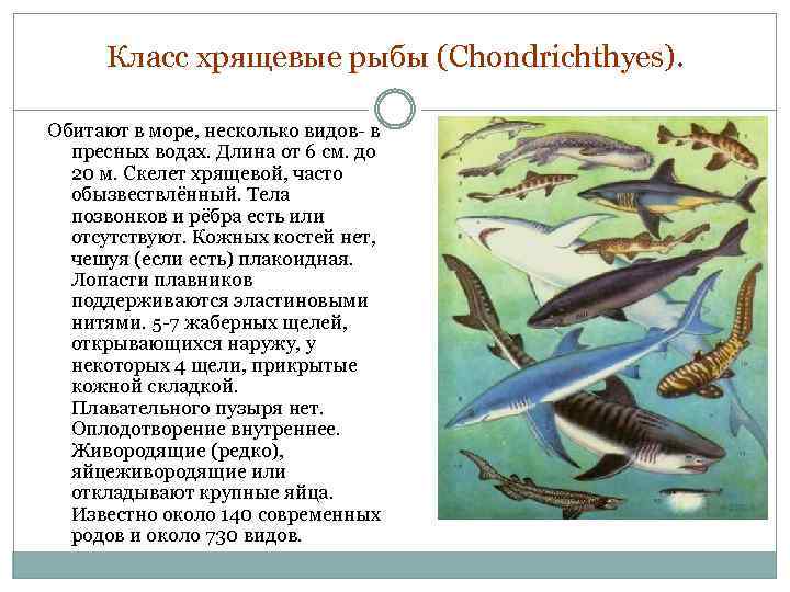 Класс хрящевые рыбы (Chondrichthyes). Обитают в море, несколько видов- в пресных водах. Длина от