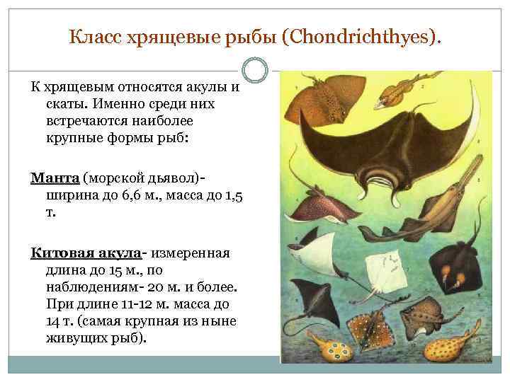 Класс хрящевые рыбы (Chondrichthyes). К хрящевым относятся акулы и скаты. Именно среди них встречаются