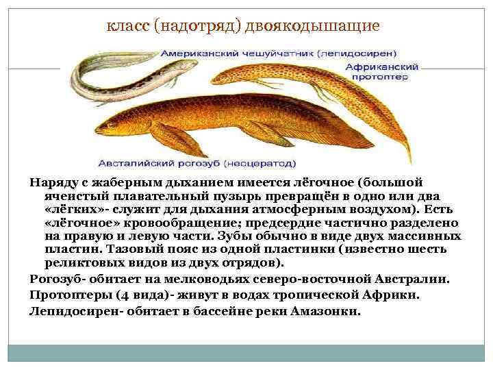 класс (надотряд) двоякодышащие Наряду с жаберным дыханием имеется лёгочное (большой ячеистый плавательный пузырь превращён