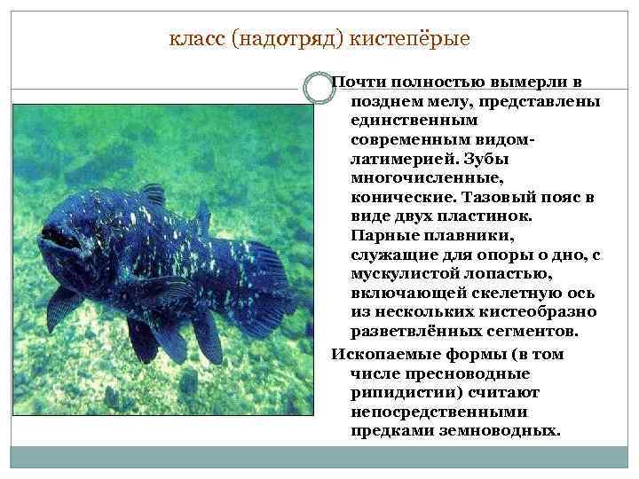 класс (надотряд) кистепёрые Почти полностью вымерли в позднем мелу, представлены единственным современным видомлатимерией. Зубы
