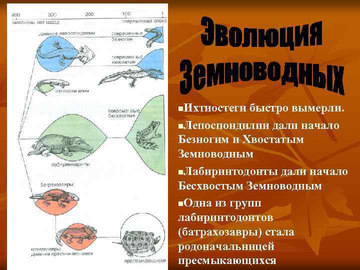 Ихтиостеги быстро вымерли. n. Лепоспондилии дали начало Безногим и Хвостатым Земноводным n. Лабиринтодонты дали