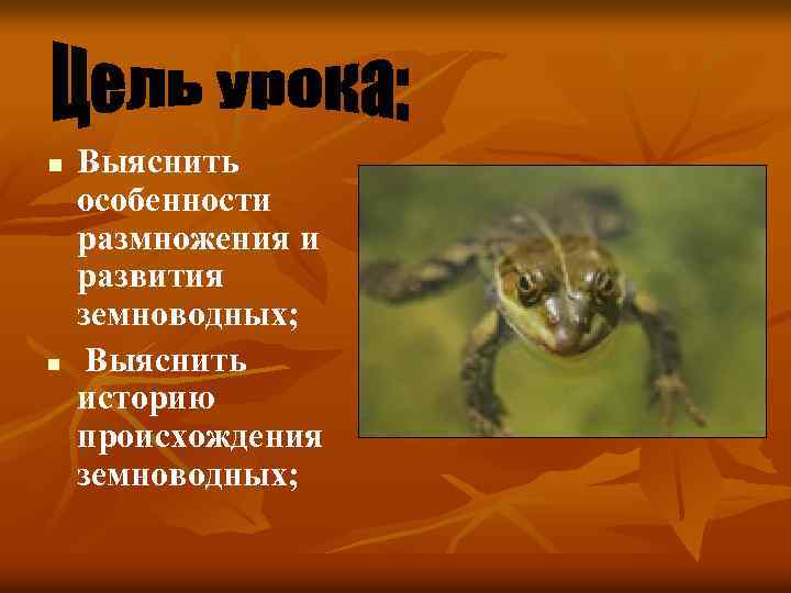 n n Выяснить особенности размножения и развития земноводных; Выяснить историю происхождения земноводных; 