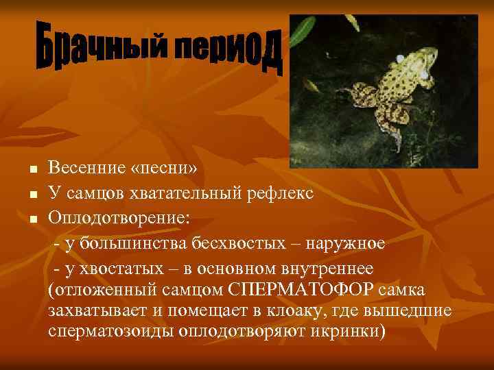 n n n Весенние «песни» У самцов хватательный рефлекс Оплодотворение: - у большинства бесхвостых