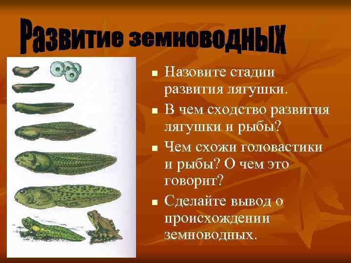 n n Назовите стадии развития лягушки. В чем сходство развития лягушки и рыбы? Чем