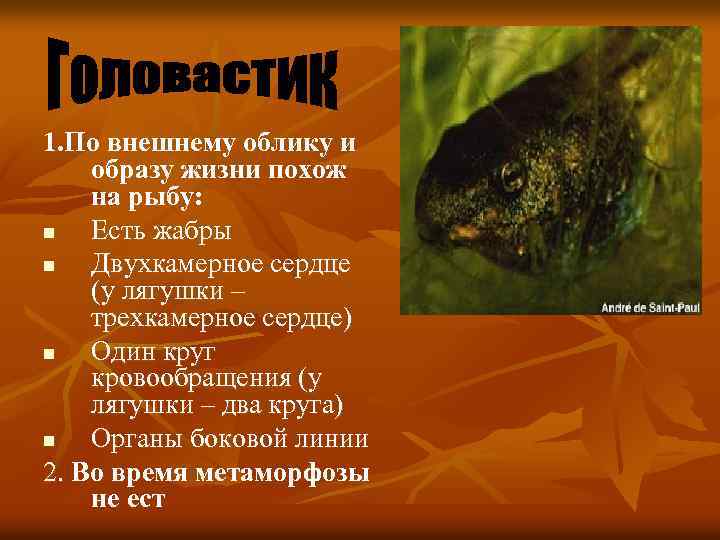 1. По внешнему облику и образу жизни похож на рыбу: n Есть жабры n