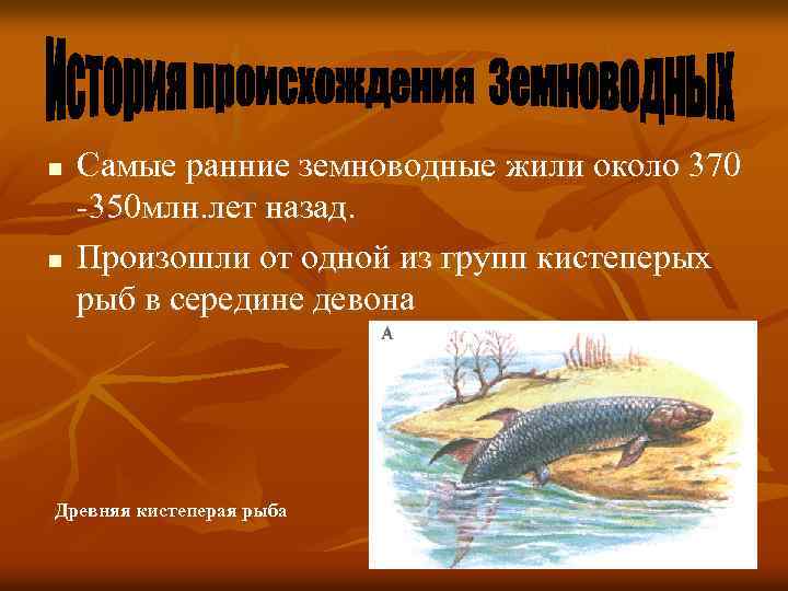 n n Самые ранние земноводные жили около 370 -350 млн. лет назад. Произошли от
