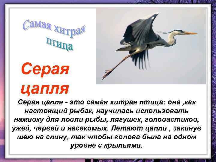 Серая цапля - это самая хитрая птица: она , как настоящий рыбак, научилась использовать