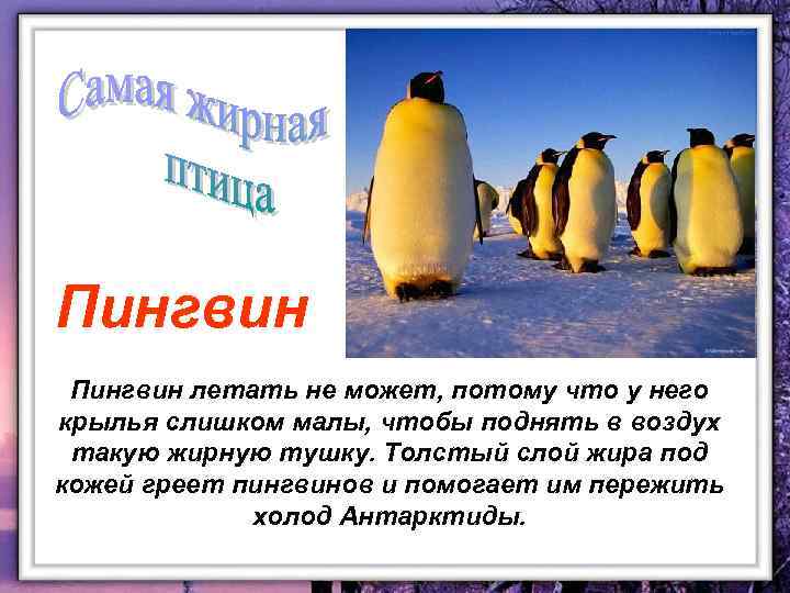 Пингвин летать не может, потому что у него крылья слишком малы, чтобы поднять в