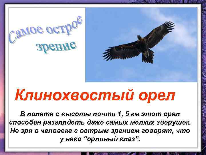 Клинохвостый орел В полете с высоты почти 1, 5 км этот орел способен разглядеть