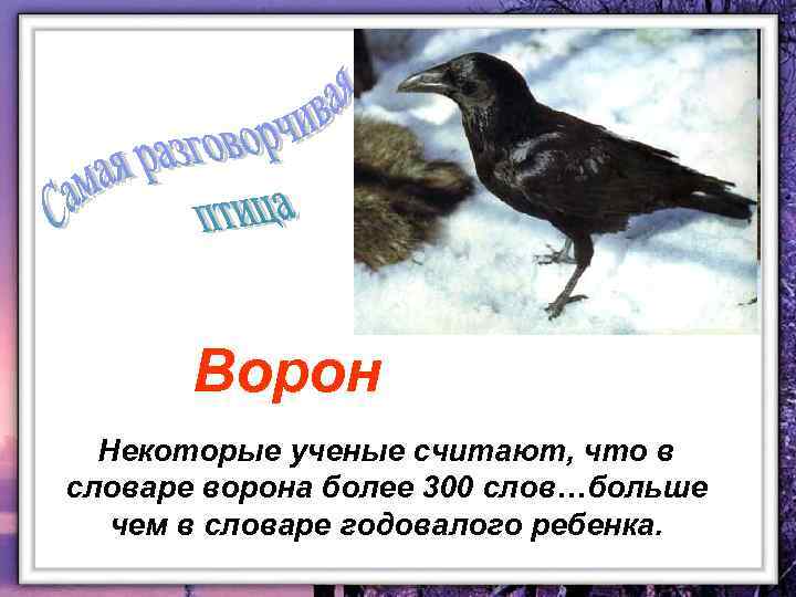 Ворон Некоторые ученые считают, что в словаре ворона более 300 слов…больше чем в словаре