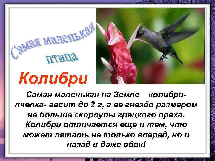 Колибри Самая маленькая на Земле – колибрипчелка- весит до 2 г, а ее гнездо