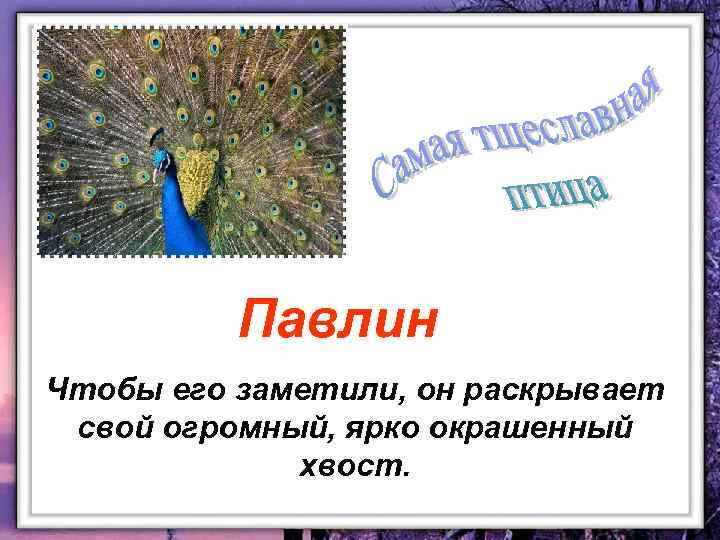 Павлин Чтобы его заметили, он раскрывает свой огромный, ярко окрашенный хвост. 