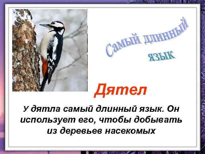 Дятел У дятла самый длинный язык. Он использует его, чтобы добывать из деревьев насекомых