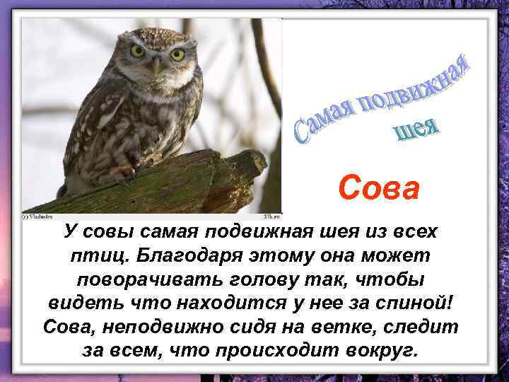 Сова У совы самая подвижная шея из всех птиц. Благодаря этому она может поворачивать