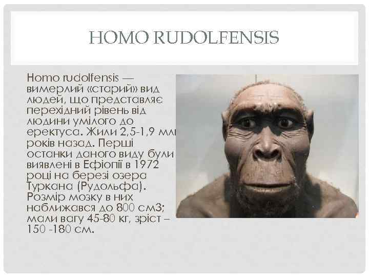 HOMO RUDOLFENSIS Homo rudolfensis — вимерлий «старий» вид людей, що представляє перехідний рівень від