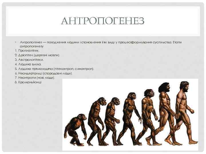 Антропогенез кезеңдері презентация