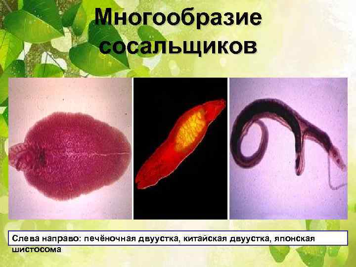 Многообразие сосальщиков Слева направо: печёночная двуустка, китайская двуустка, японская шистосома 