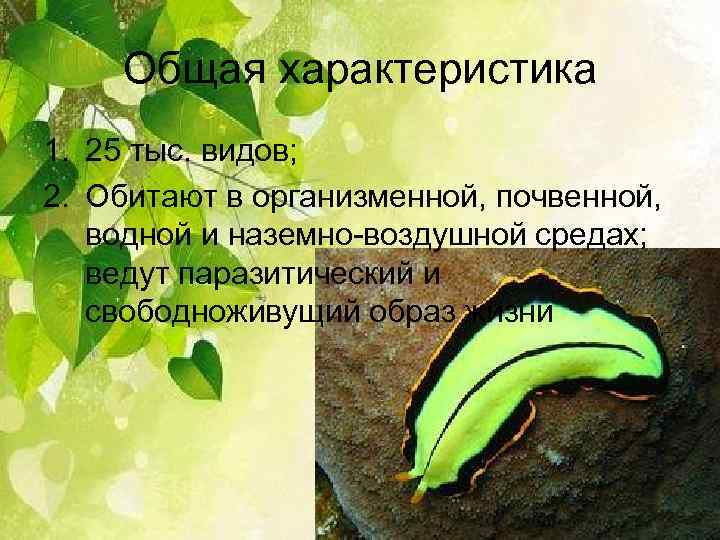 Общая характеристика 1. 25 тыс. видов; 2. Обитают в организменной, почвенной, водной и наземно-воздушной
