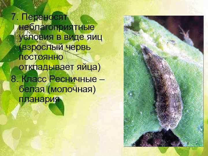 7. Переносят неблагоприятные условия в виде яиц (взрослый червь постоянно откладывает яйца) 8. Класс