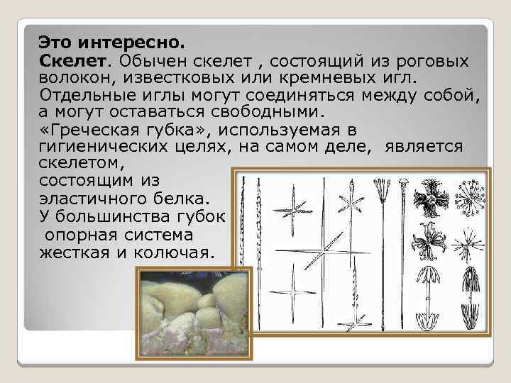 Это интересно. Скелет. Обычен скелет , состоящий из роговых волокон, известковых или кремневых игл.