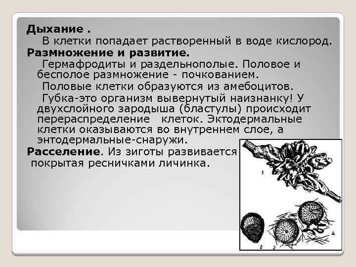 Дыхание. В клетки попадает растворенный в воде кислород. Размножение и развитие. Гермафродиты и раздельнополые.