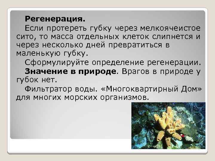 Регенерация. Если протереть губку через мелкоячеистое сито, то масса отдельных клеток слипнется и через