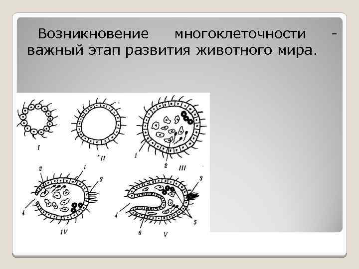 Возникновение многоклеточности важный этап развития животного мира. 