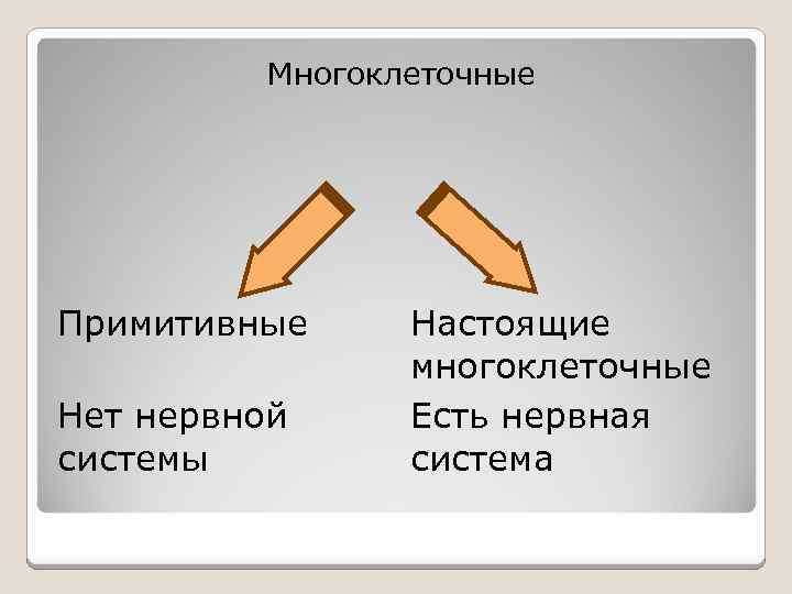 Многоклеточные Примитивные Нет нервной системы Настоящие многоклеточные Есть нервная система 