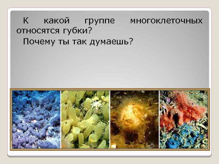 К какой группе многоклеточных относятся губки? Почему ты так думаешь? 