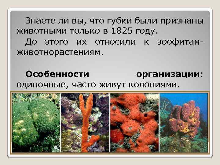 Знаете ли вы, что губки были признаны животными только в 1825 году. До этого