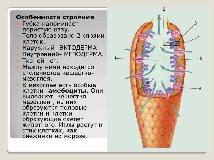 Особенности строения. Губка напоминает пористую вазу. Тело образовано 2 слоями клеток. Наружный- ЭКТОДЕРМА Внутренний-