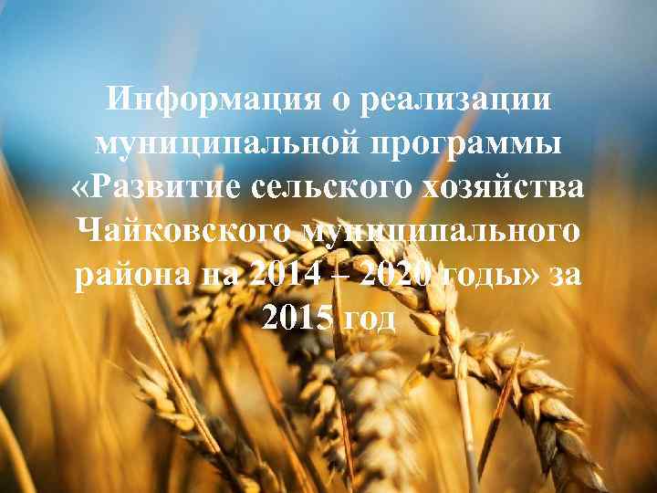 Информация о реализации муниципальной программы «Развитие сельского хозяйства Чайковского муниципального района на 2014 –