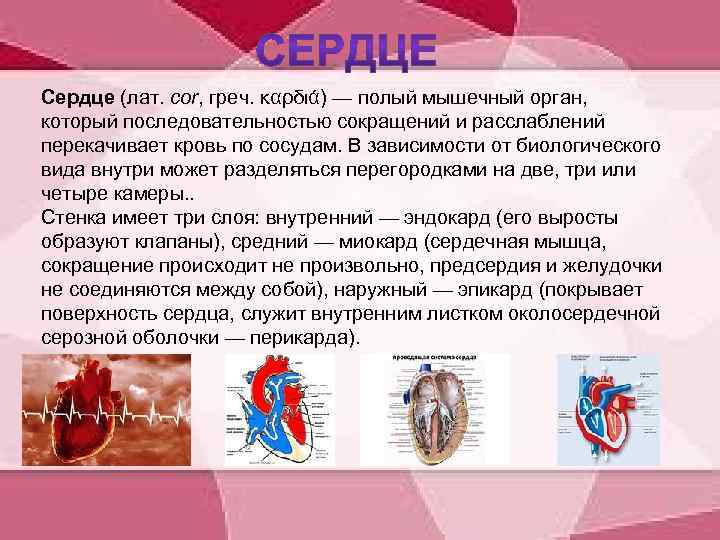 Сердце (лат. cor, греч. καρδιά) — полый мышечный орган, который последовательностью сокращений и расслаблений