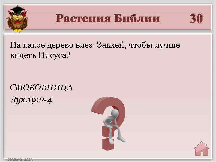 Растения Библии На какое дерево влез Закхей, чтобы лучше видеть Иисуса? СМОКОВНИЦА Лук. 19: