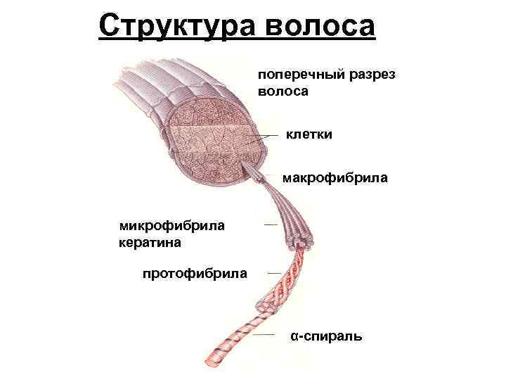 Структура волоса поперечный разрез волоса клетки макрофибрила микрофибрила кератина протофибрила α-спираль 