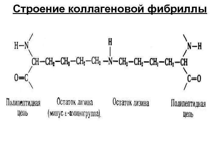 Строение коллагеновой фибриллы 