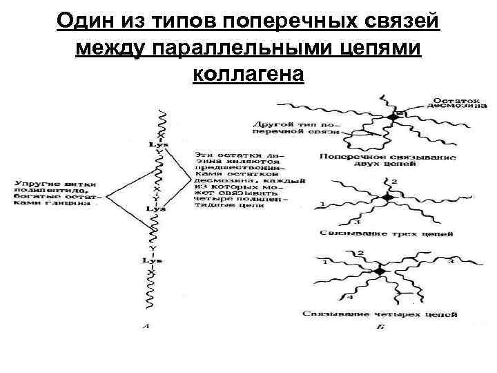 Один из типов поперечных связей между параллельными цепями коллагена 