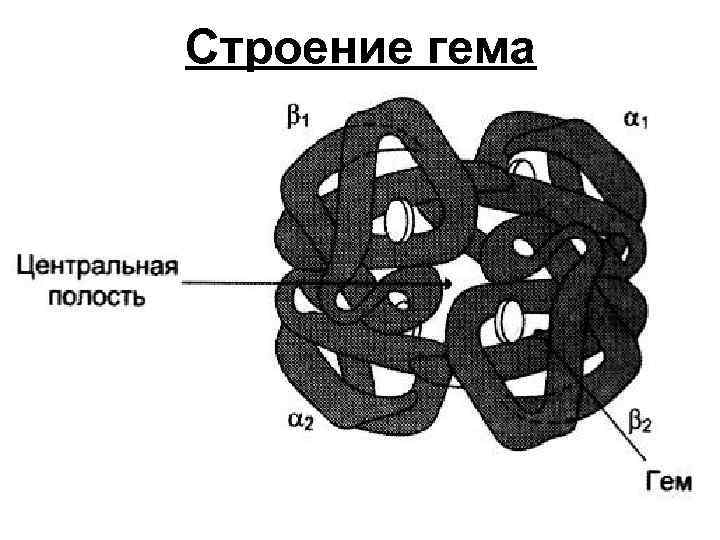 Строение простыми словами