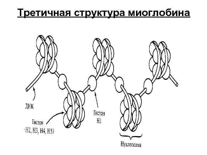 Простой белок. Третичная структура миоглобина. Третичная структура белка миоглобина. Сложные белки миоглобин. Миоглобин класс сложных белков.