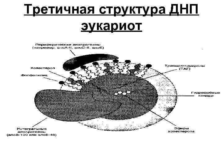 Третичная структура ДНП эукариот 